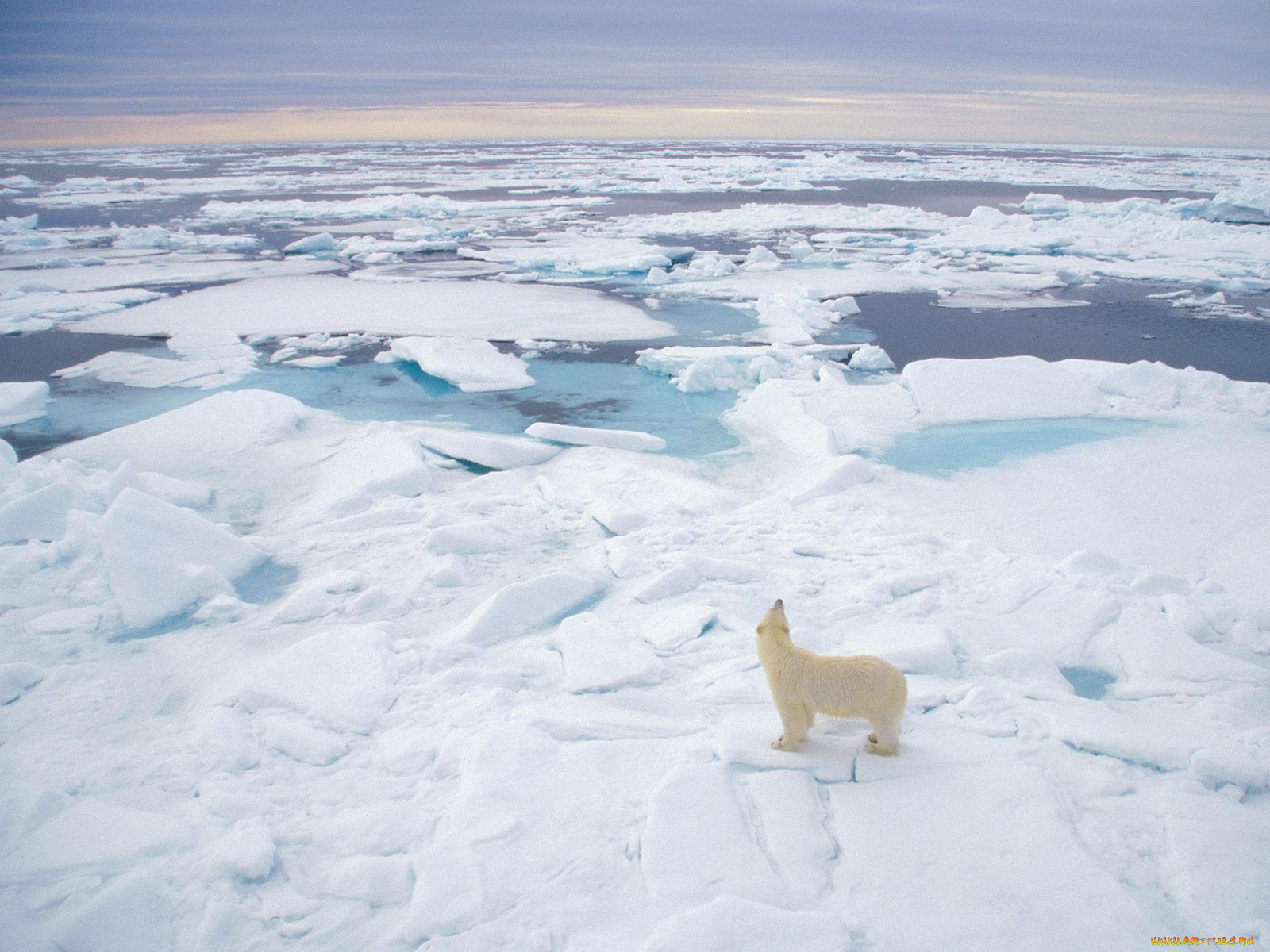 polar, bear, svalbard, norway, , 